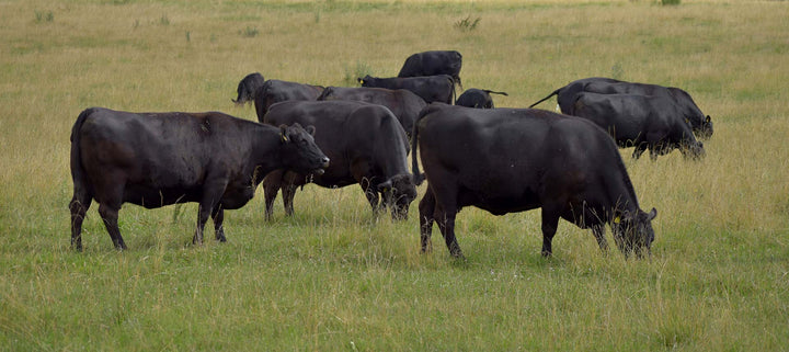 Exploring the Benefits of Grass-Fed and Finished Beef