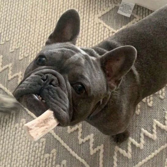 Dog bones for sale in Bend and Central Oregon, grass fed and grass finished beef.